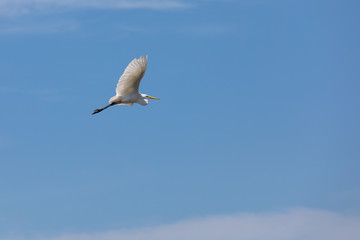 stork in the sky