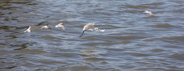 flock of birds over the water