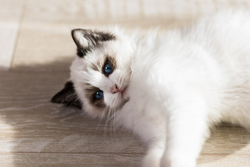  A cute Ragdoll kitten lying on floor.