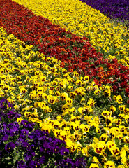 Flower bed from pansies