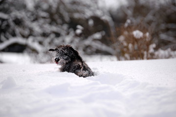 fun in the snow, cute dachshund covered with fresh snow
