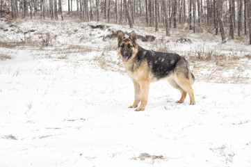 dog on a winter