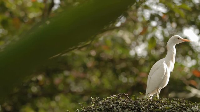 The cattle egret (Bubulcus ibis) cleaning its feathers. Cosmopolitan species of heron. Malaysia.