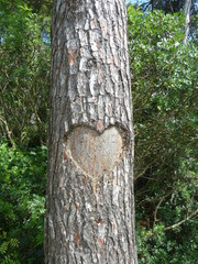 trunk with heart