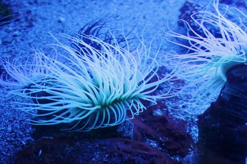 Naklejka premium Beautiful sea anemone / soft coral