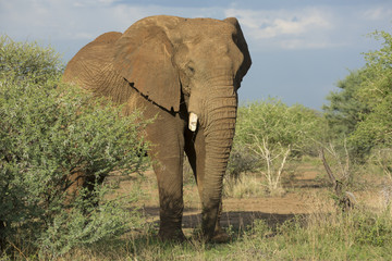 Portrait of wild african elephant