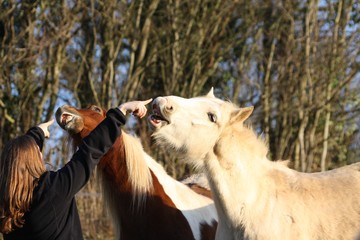 Chevaux qui travaillent en duo