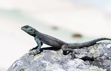 Relaxing Agama, South Africa