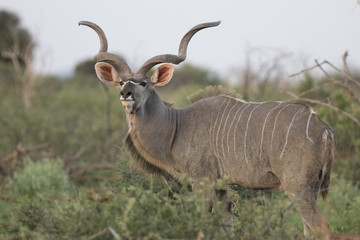 Portrait of male greater kudu antelope