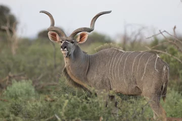Fotobehang Portrait of male greater kudu antelope © Pedro Bigeriego