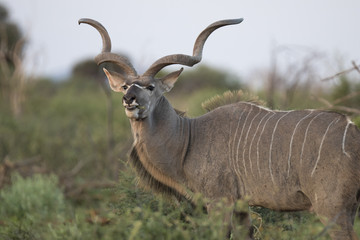 Portrait of male greater kudu antelope