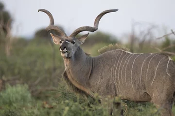  Portrait of male greater kudu antelope © Pedro Bigeriego