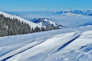 Fototapeta premium Schneelandschaft mit Tannenwald