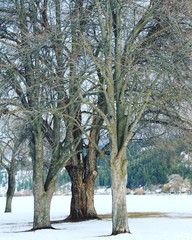 Closeup of tall trees with bare branches in winter landscape park scene.  Snow covered ground and lake with forest trees, houses, sky and hills in background.  Instagram effects.