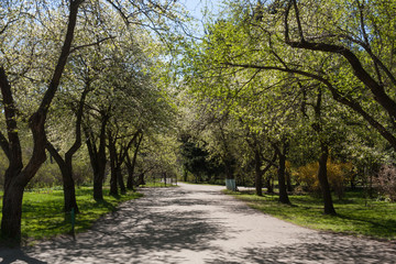 Fototapeta na wymiar Blossoming apple trees alley in urban park.