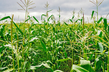 corn plants in a cornfield