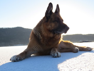 German Shepherd laying on a frozen lake