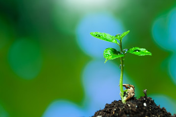 Sprout, a little tree growing from the ground
