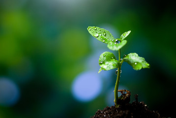 Sprout, a little tree growing from the ground