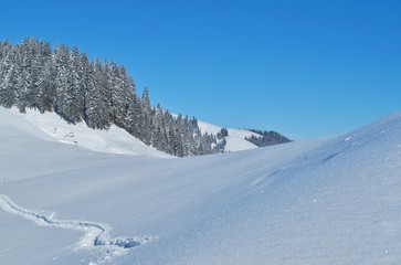 Fototapeta na wymiar Schneelandschaft mit Tannen