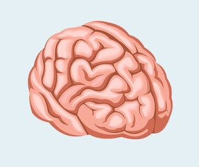 Vector illustration. Human brain.