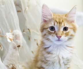 Beauty red kitten of siberian breed, embroidery background
