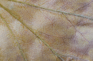 Obraz premium Pattern of dry brown leaves