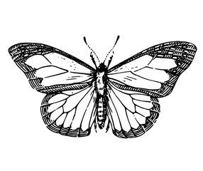 sketch tattoo butterfly