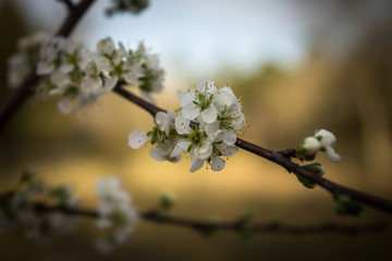 Fruit Tree Bloom