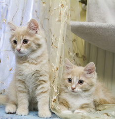 little cats of siberian breed, cream version