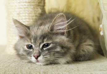 Fototapeta na wymiar little blue cat of siberian breed at two months