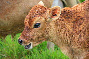 Fototapeta premium Calf in a field