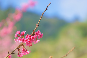 Beautiful blooming blossom pink sakura flowers at Doi Ang Khang