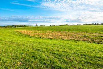 Fototapeta na wymiar Landscape of pasture with green grass in spring