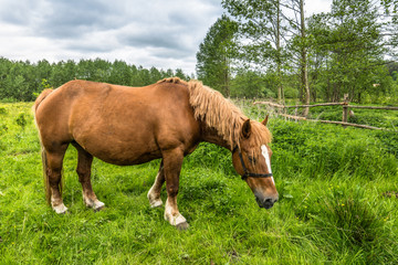 Farm with horse on green field, rural landscape