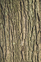 tree bark texture