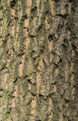 bark of tree