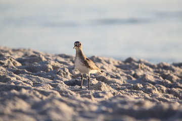 beach, bird, small beach bird, cute bird on beach, little beach bird, naples beach