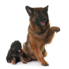 puppy and adult german shepherd