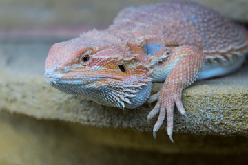 Pet agama on a yellow african stone, looks like a dragon lizard.