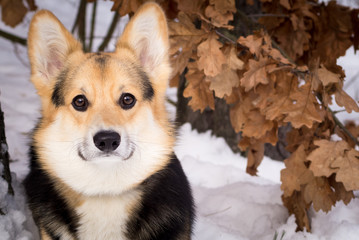 Welsh Corgi on a walk in the winter forest.