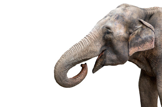 Elephant portrait. Elephant with open mouth. Elephant on a white background.