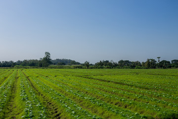 Fototapeta na wymiar Tobacco plantation