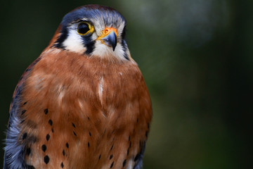 Raptor Birds - American Kestrel