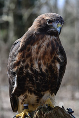 Raptor Birds - Red Tail Hawk