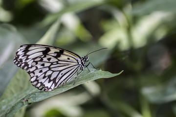 Schmetterling