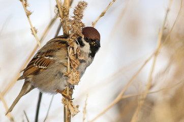 tree sparrow, passer montanus