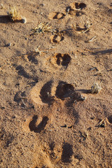 Seriem, Sussusvlei, Kuduspuren in der Wüste, Namibia