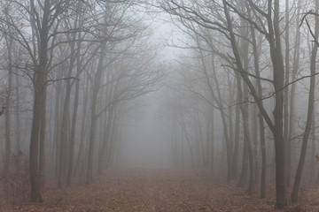 Fototapeta na wymiar Forest path in mysterious fog