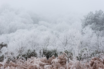Campagne givrée, givre, blanc, neige